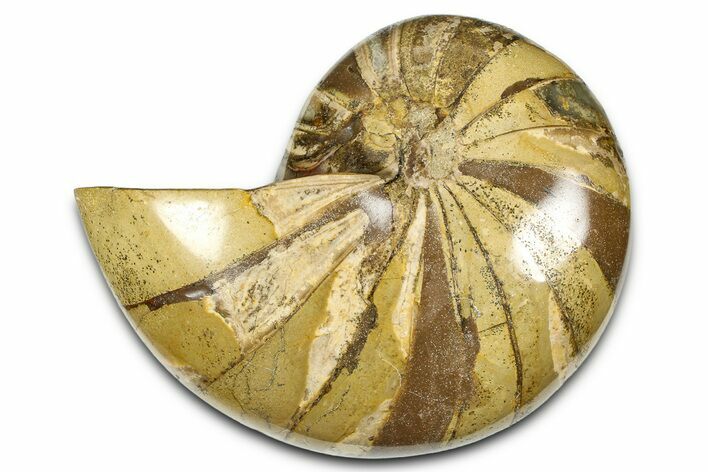 Polished Fossil Nautilus (Cymatoceras) - Madagascar #379015